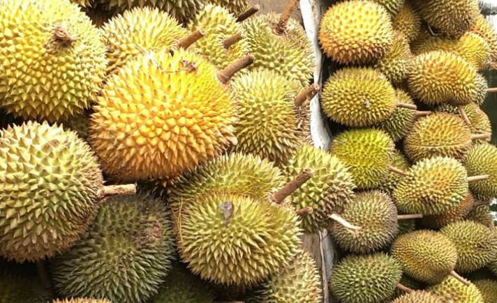 Harga Bibit Durian Musangking Kualitas Bagus
