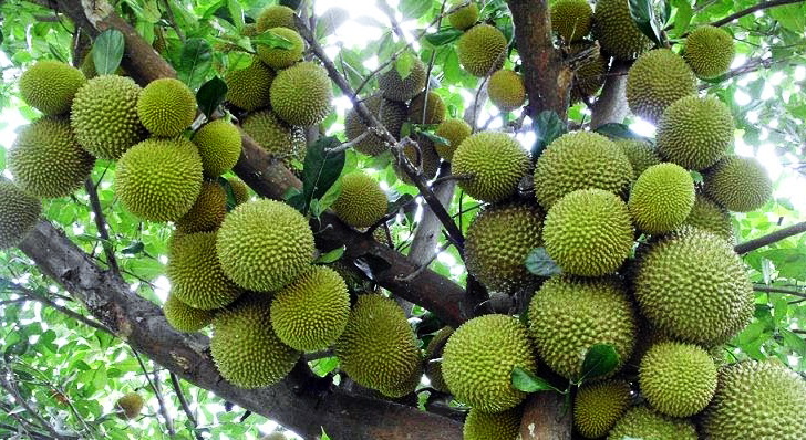 Bibit Durian Musangking Harga Grosir Murah